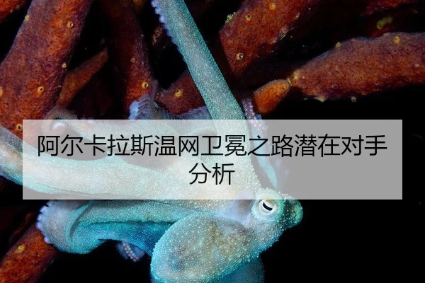 a-er-ka-la-si-wen-wang-wei-mian-zhi-lu-qian-zai-dui-shou-fen-xi-3-478.jpg